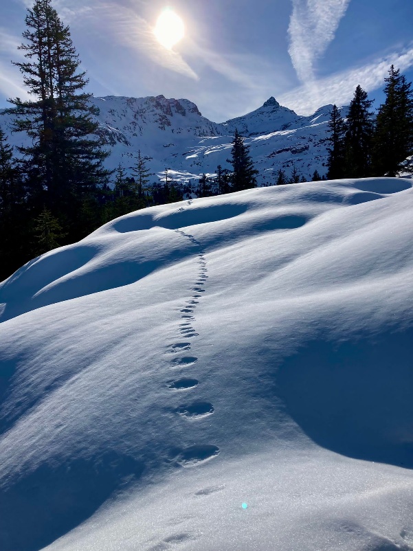 Sneeuwspoor in de bergen boven Waltensburg